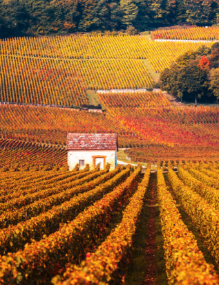 Iconic vineyard in Burgundy, France, Domaine Romanee Conti