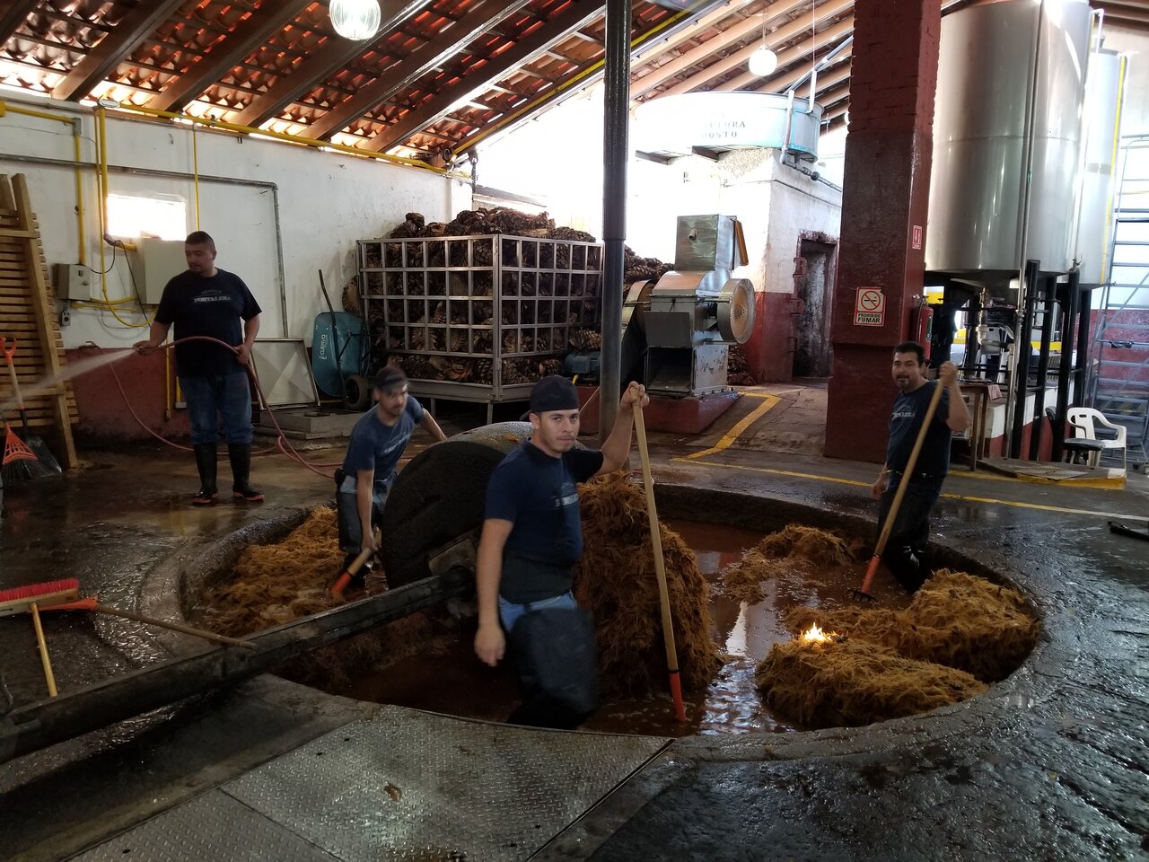 Making Tequila at Fortaleza How tequila is made. Roasted pinas are being mashed to create the liquid.