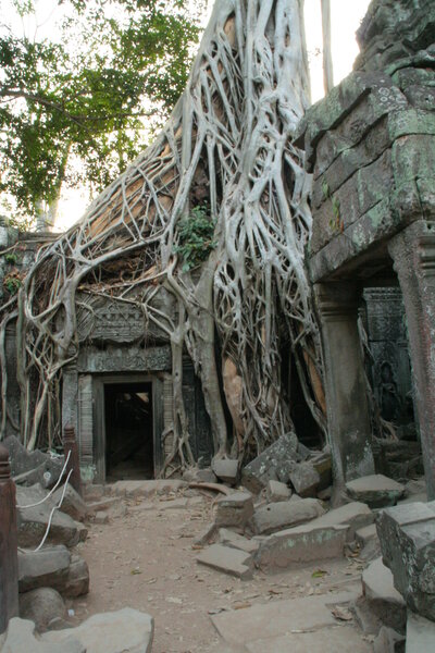 Khmai temple covered in tree roots, Cambodia