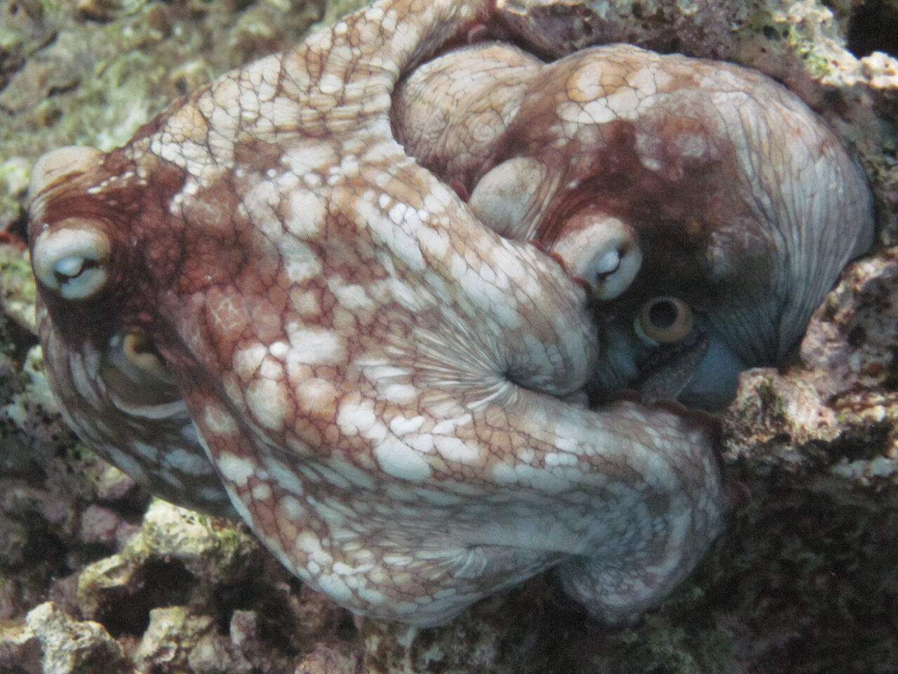 Octopi couple, Bonaire Place des Vosges, Marais, parks, Paris, France